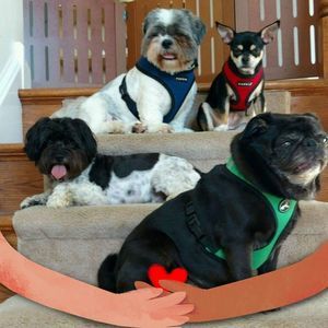 Meet your Posher, Donna